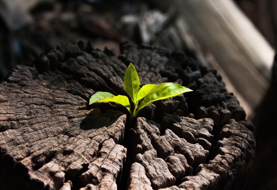 tree sprouting out of dead stump